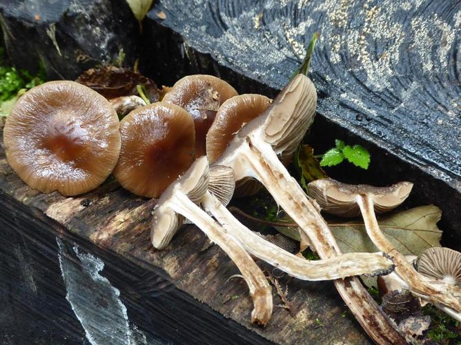 Cyclocybe erebia © Abbaye de la Trappe