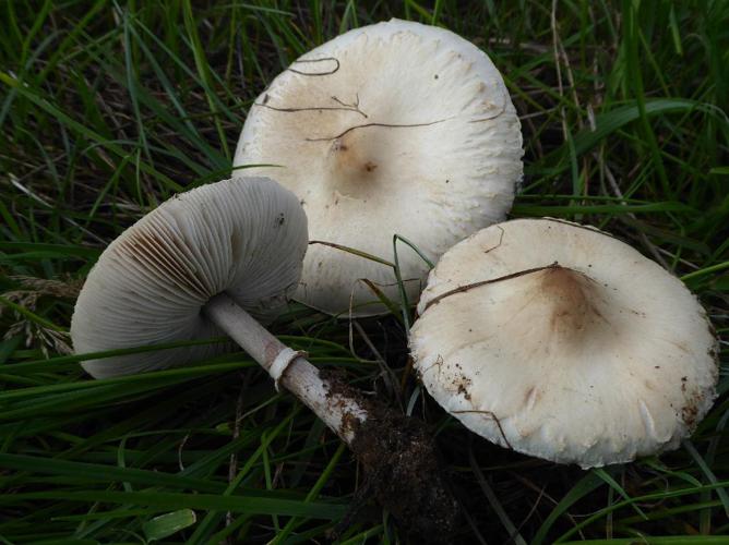 Lépiote excoriée (Macrolepiota excoriata) © Abbaye de la Trappe