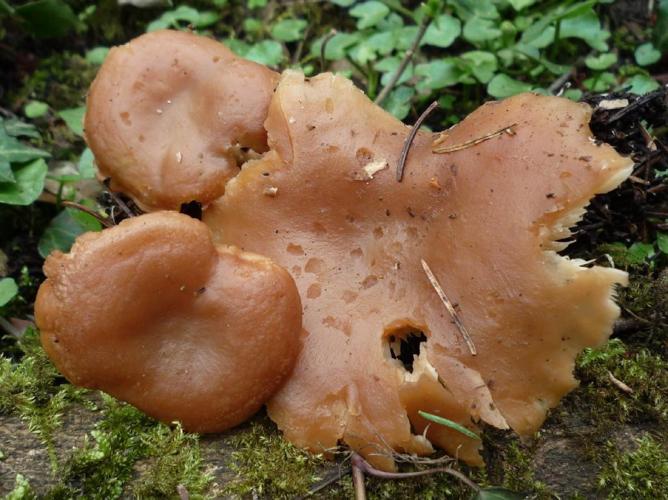 Rhizocybe vermicularis © Abbaye de la Trappe