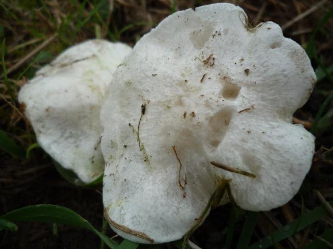 Tricholomella constricta © Abbaye de la Trappe