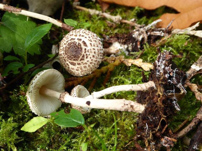 Lepiota felina © Abbaye de la Trappe