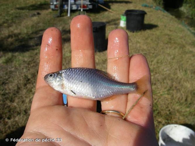 Bouvière (Rhodeus amarus) © Fédération de pêche 33