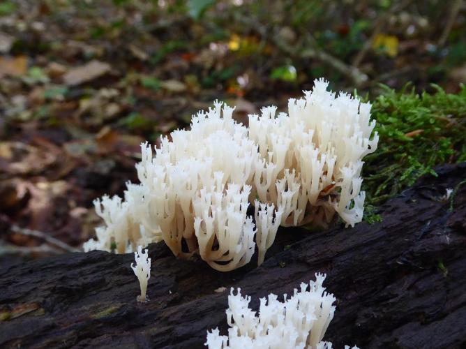 Clavaire en chandelier (Clavicorona pyxidata) © Abbaye de la Trappe