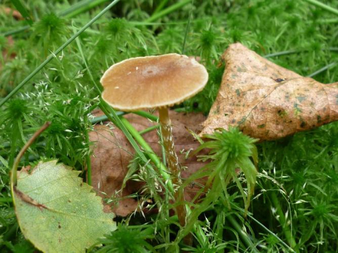 Galerina paludosa © Abbaye de la Trappe