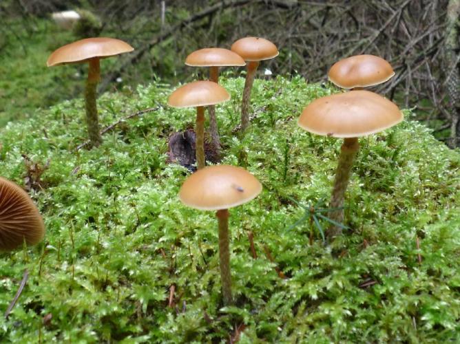 Galère marginée (Galerina marginata) © Abbaye de la Trappe