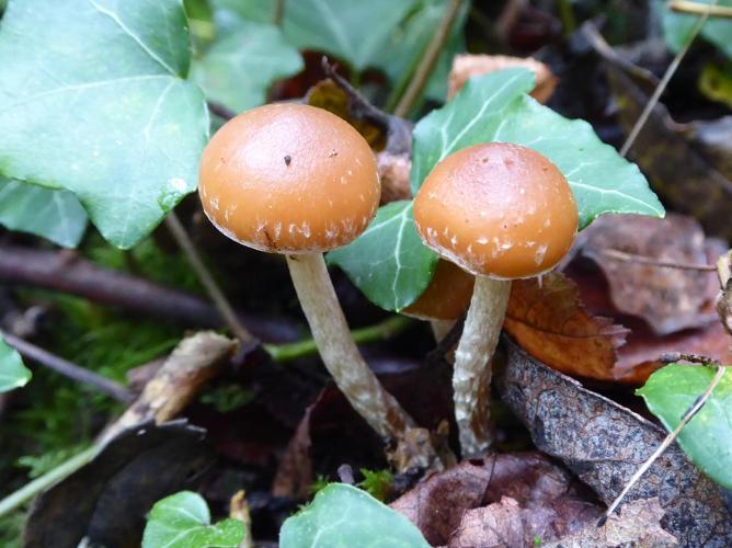 Galerina stylifera © Abbaye de la Trappe