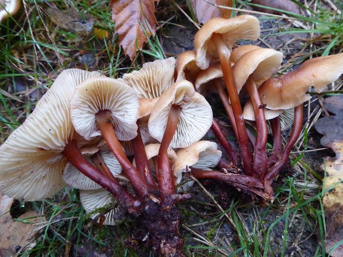 Collybie à pied rouge (Gymnopus erythropus) © Abbaye de la Trappe