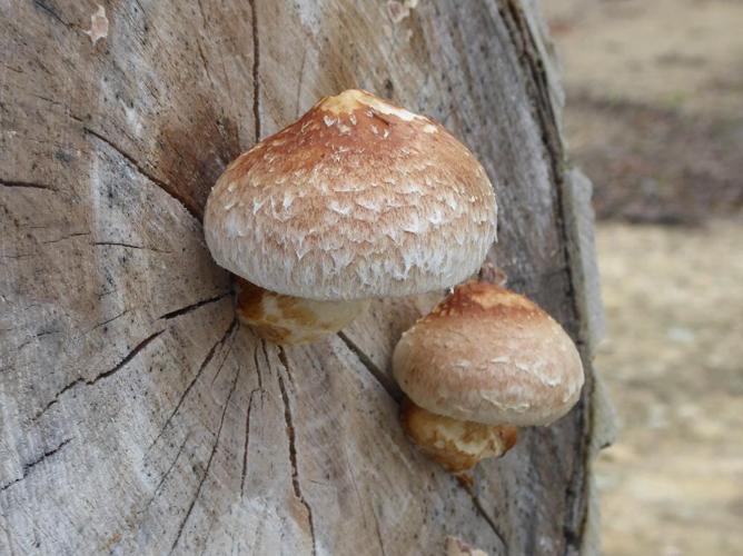 Pholiote destructice (Hemipholiota populnea) © Abbaye de la Trappe