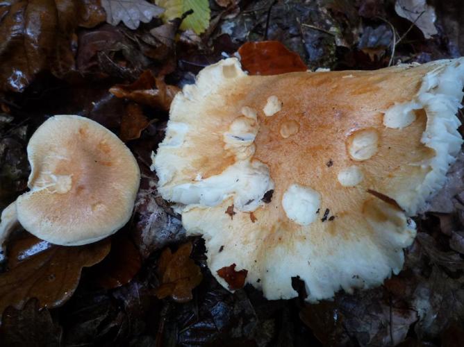 Hygrophore des bois (Hygrophorus nemoreus) © Abbaye de la Trappe