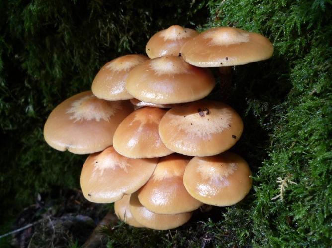 Pholiote changeante (Kuehneromyces mutabilis) © Abbaye de la Trappe