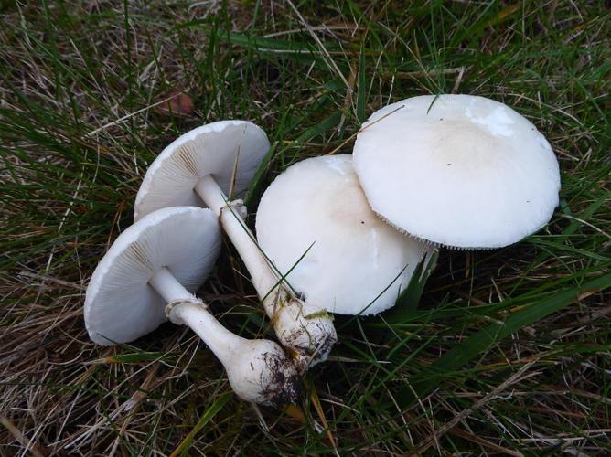 Lépiote pudique (Leucoagaricus leucothites) © Abbaye de la Trappe