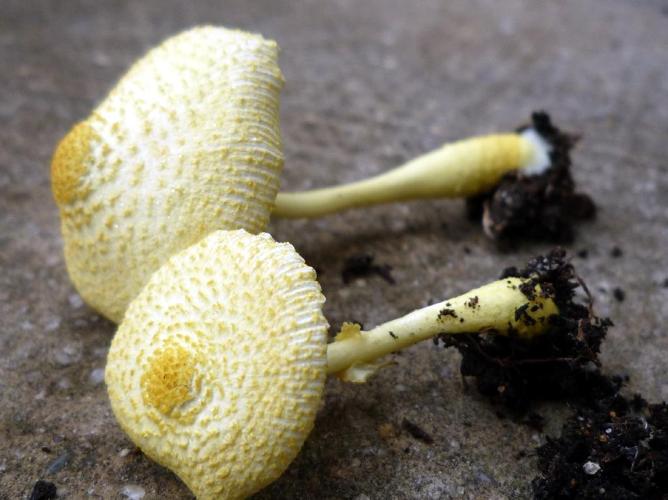 Lépiote jaune (Leucocoprinus birnbaumii) © Abbaye de la Trappe