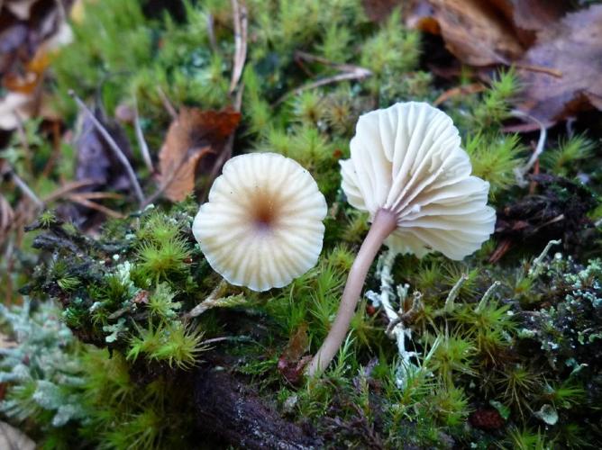 Lichenomphalia umbellifera © Abbaye de la Trappe