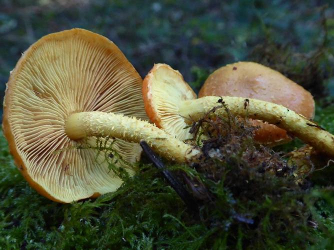 Pholiota flammans © Abbaye de la Trappe