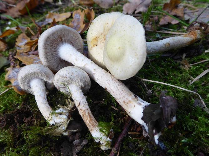 Pholiota gummosa © Abbaye de la Trappe