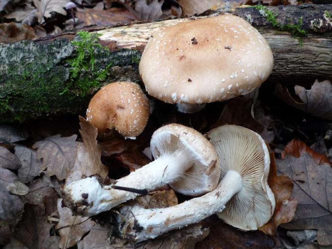 Pholiota lenta © Abbaye de la Trappe