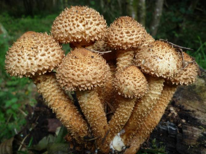 Pholiote écailleuse (Pholiota squarrosa) © Abbaye de la Trappe