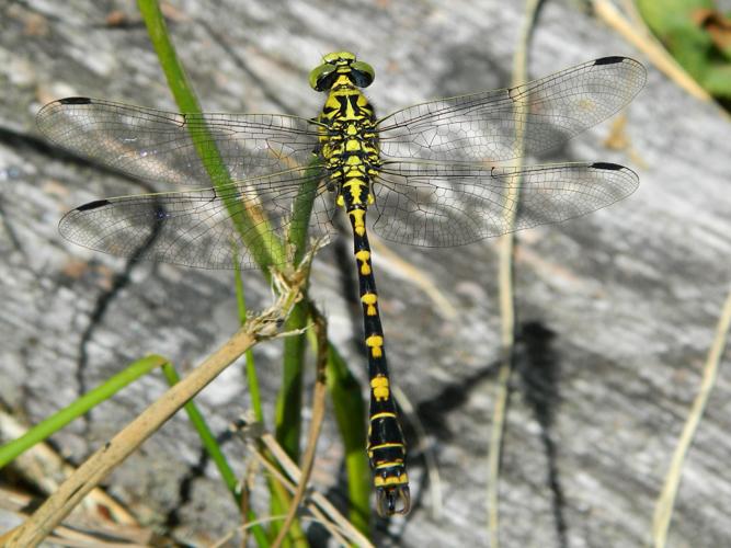 Gomphe à pinces (Onychogomphus forcipatus) © Morvan Debroize