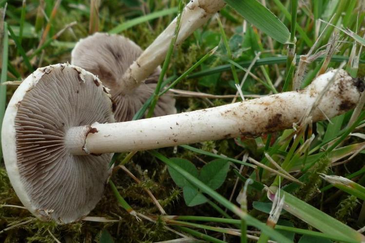 Pholiote dure (Agrocybe molesta) © Abbaye de la Trappe