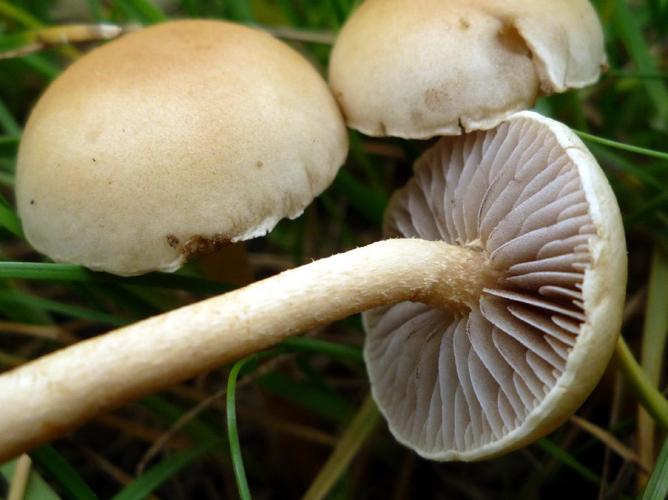 Agrocybe pediades © Abbaye de la Trappe