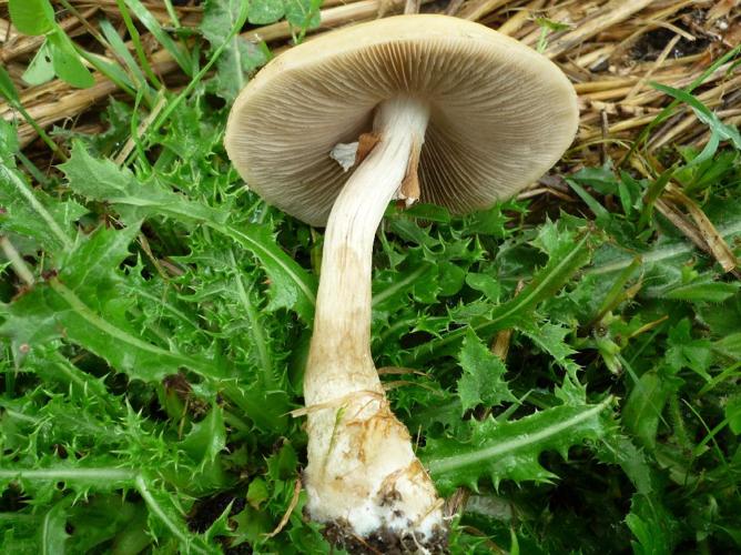 Pholiote précoce (Agrocybe praecox) © Abbaye de la Trappe