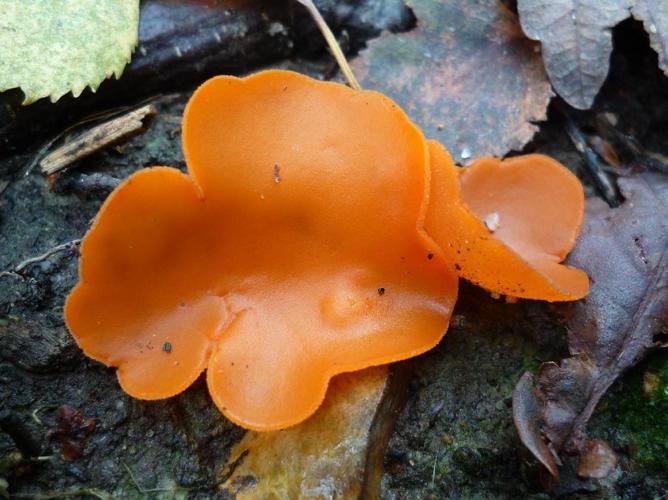 Pézize orangée (Aleuria aurantia) © Abbaye de la Trappe