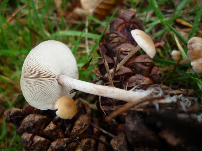 Collybie queue de souris (Baeospora myosura) © Abbaye de la Trappe