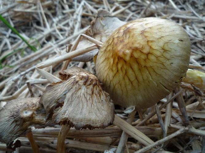 Bolbitie olivacée (Bolbitius variicolor) © Abbaye de la Trappe