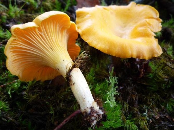 Girolle (Cantharellus cibarius) © Abbaye de la Trappe