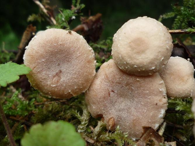 Tubaire voilée (Tubaria conspersa) © Abbaye de la Trappe