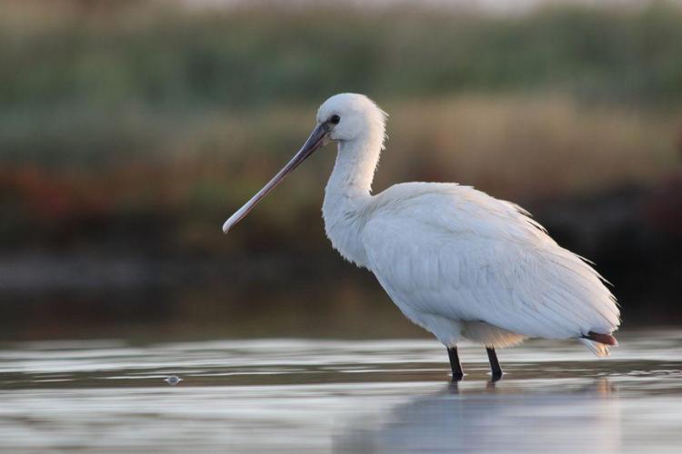 Spatule blanche (Platalea leucorodia) © Rémi Jardin