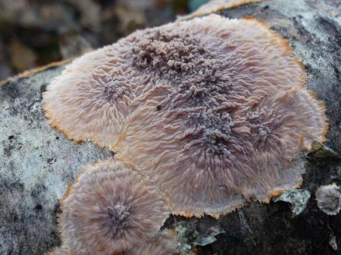 Phlebia merismoides © Abbaye de la Trappe