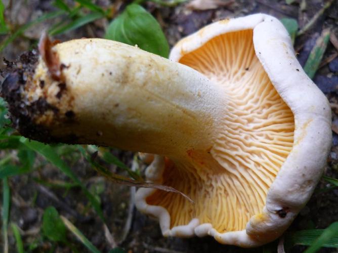 Girolle pruineuse (Cantharellus subpruinosus) © Abbaye de la Trappe