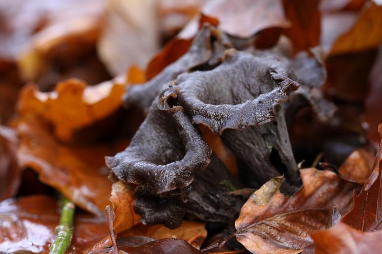 Trompette de la mort (Craterellus cornucopioides) © Rémi Jardin