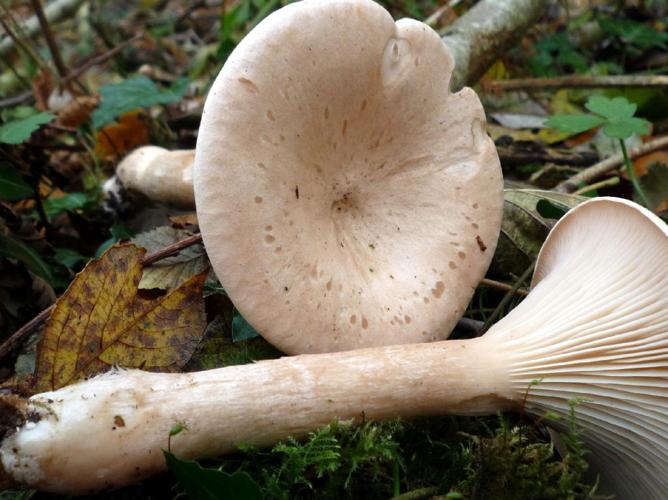 Clitocybe géotrope (Clitocybe geotropa) © Abbaye de la Trappe