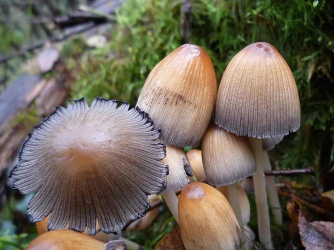 Coprin micacé (Coprinus micaceus) © Abbaye de la Trappe