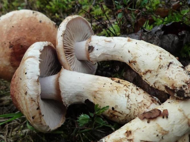 Cortinarius ophiopus © Abbaye de la Trappe