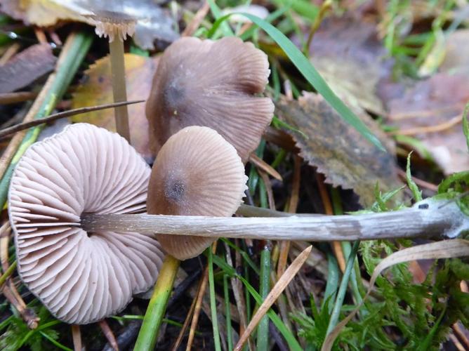 Entoloma conferendum © Abbaye de la Trappe