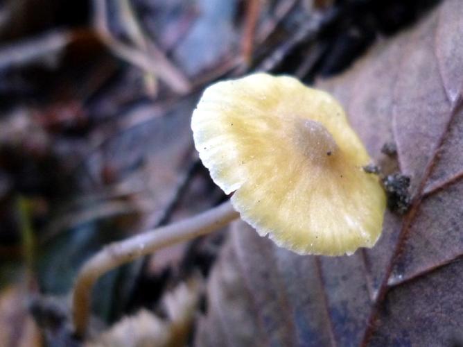 Entoloma icterinum © Abbaye de la Trappe