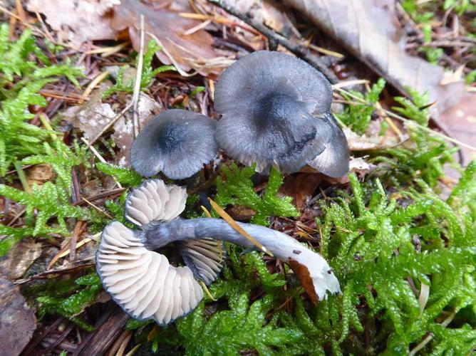 Entolome brillant (Entoloma nitidum) © Abbaye de la Trappe