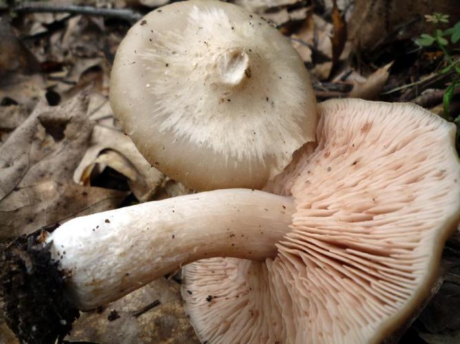 Entoloma sepium © Abbaye de la Trappe