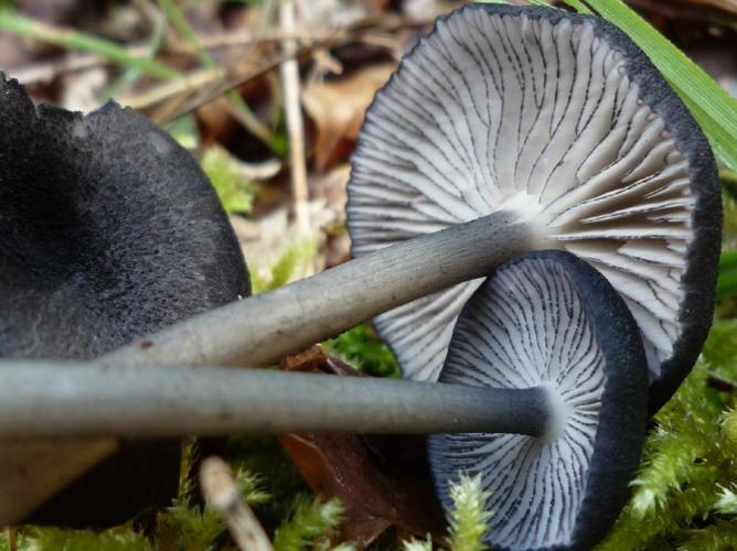 Entoloma serrulatum © Abbaye de la Trappe