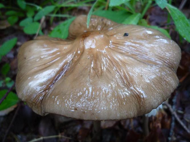 Mucicule radicante (Hymenopellis radicata) © Abbaye de la Trappe