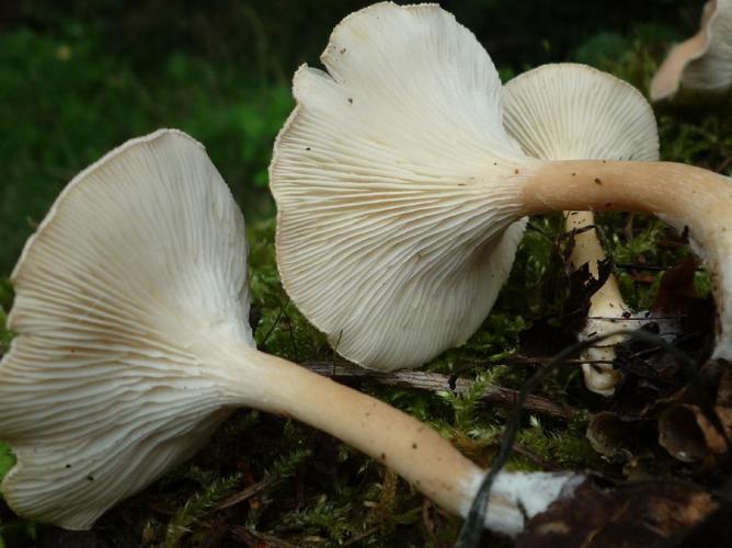 Clitocybe en entonnoir (Infundibulicybe gibba) © Abbaye de la Trappe