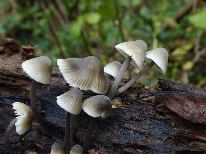 Mycena arcangeliana © Abbaye de la Trappe