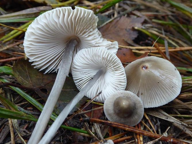 Mycène à pied strié (Mycena polygramma) © Abbaye de la Trappe