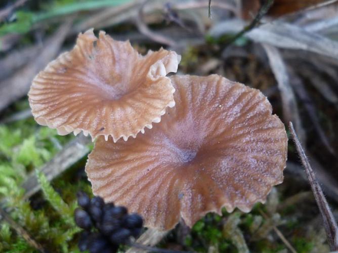 Omphalina pyxidata © Abbaye de la Trappe