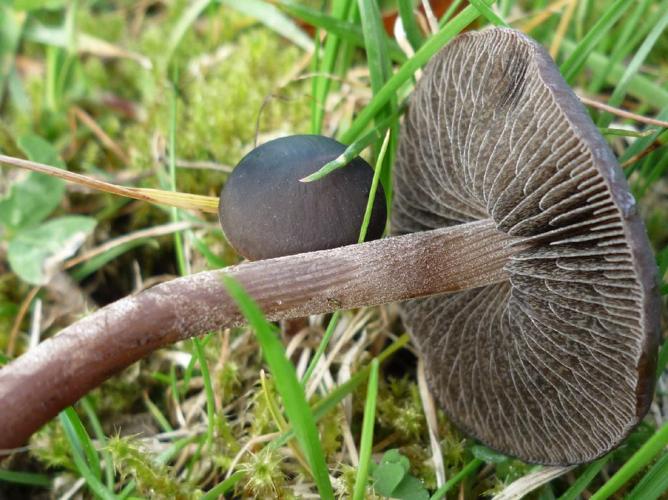 Panaeolus ater © Abbaye de la Trappe