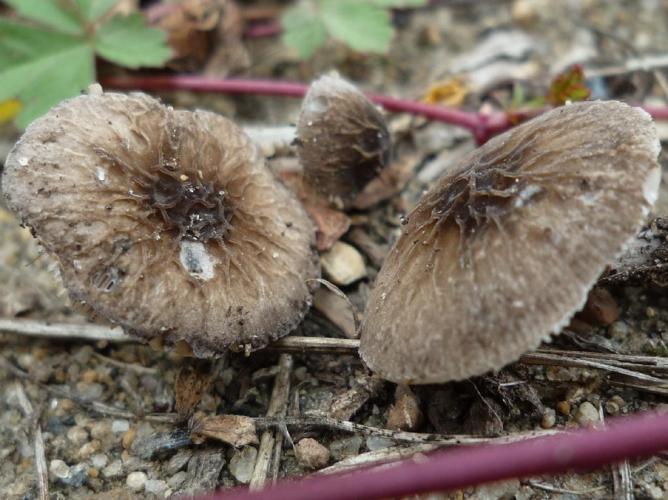 Pluteus thomsonii © Abbaye de la Trappe