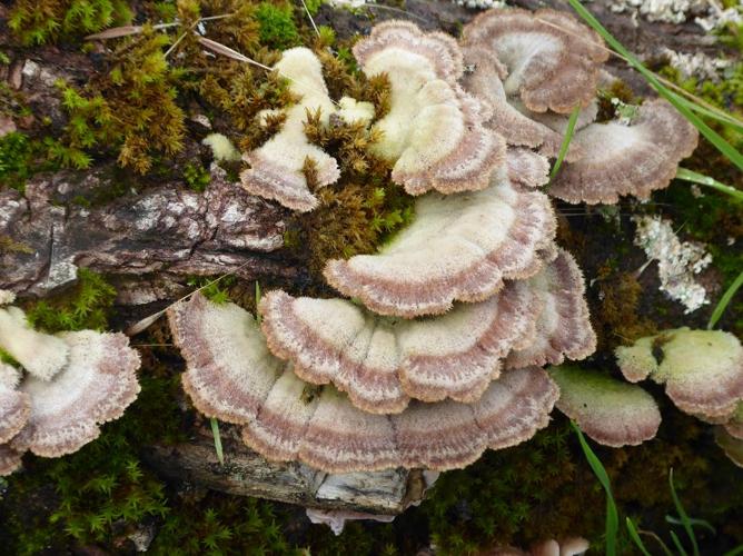 Schizophylle commun (Schizophyllum commune) © Abbaye de la Trappe